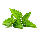 Sprig of Peppermint
